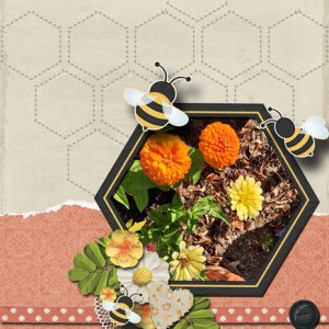 Zinnias
