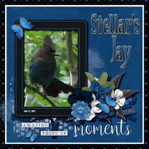 Stellar_s_Jay_small