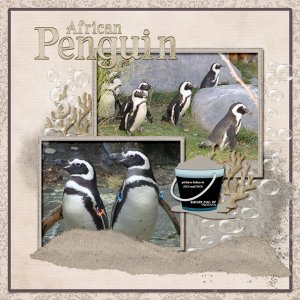 Penquin_African_Penquin_small