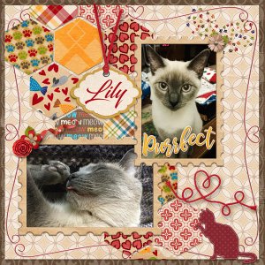 Beautiful Lily