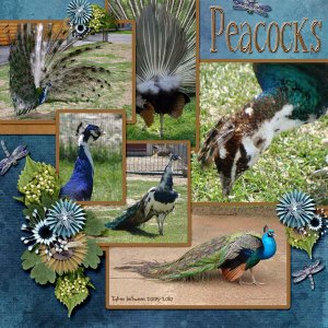 Peacock_small