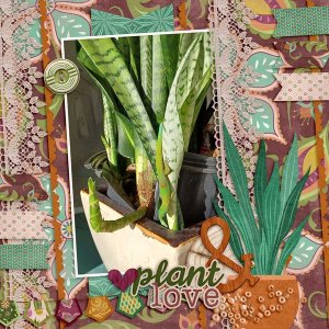 Snake Plant...Any questions?