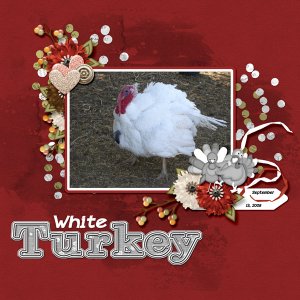 Turkey_white_turkey_small