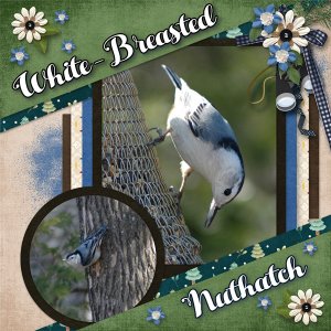 White-Breasted Nuthatch