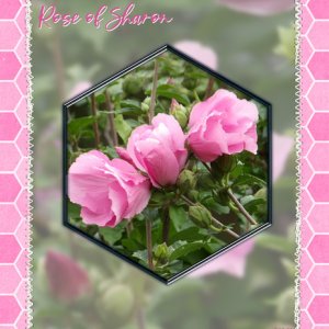 Rose of Sharon