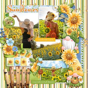 Sunflower