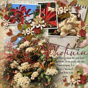 Photinia