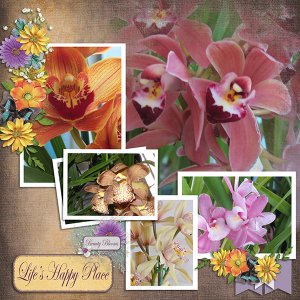 Orchids