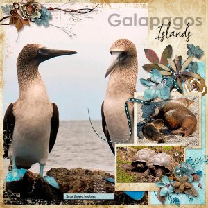 Galapagos Islands