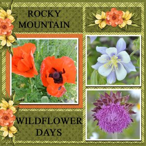 Rocky Mountain Wildflower Days