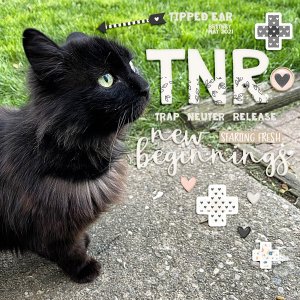 TNR