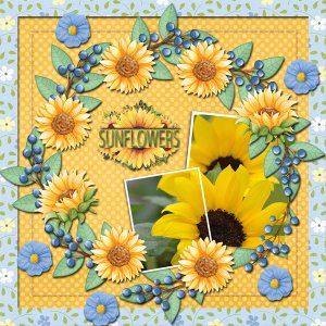 Sunflowers