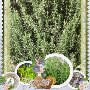 Rosemary