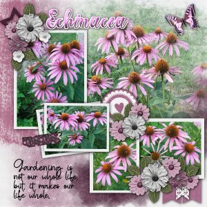 Echinacea