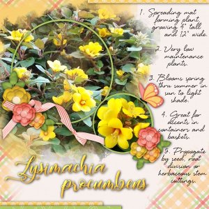 Lysimachia
