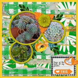 My Cacti
