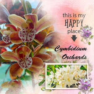 Cymbidium Orchids