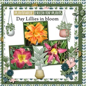 Day Lillies