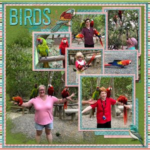 2019 Birds