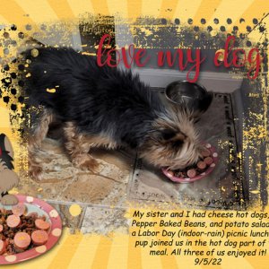love my dog