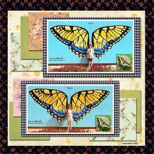 Butterflies!