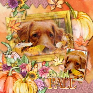 Beautiful Fall