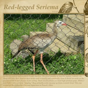 Red-legged Seriema