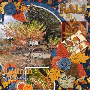 Autumn Splendor