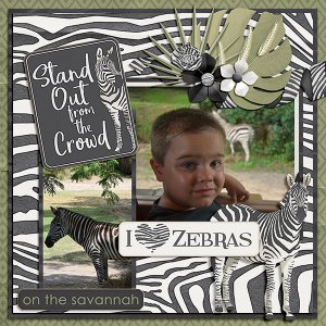 Zebra