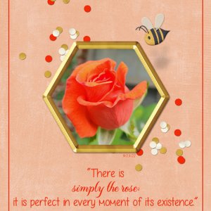Simply the Rose