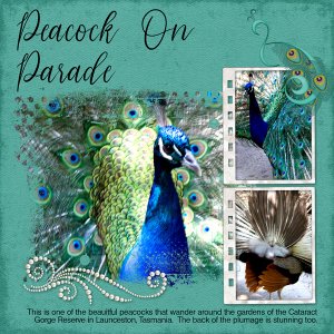 Peacock on Parade
