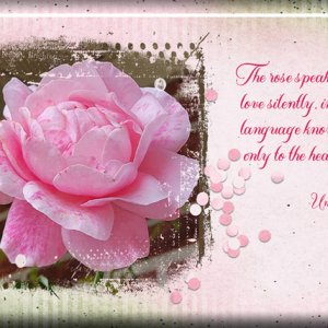 ATC 2022-016 The Rose