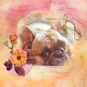 The Dog