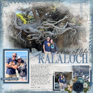 Kalaloch Tree of Life