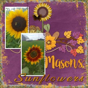 Mason's Sunflowers