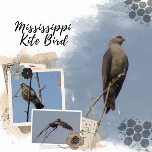 Mississippi Kite Bird