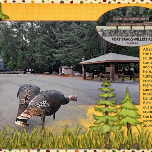 turkeys looking for handouts