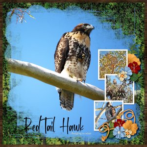 Red Tail Hawk