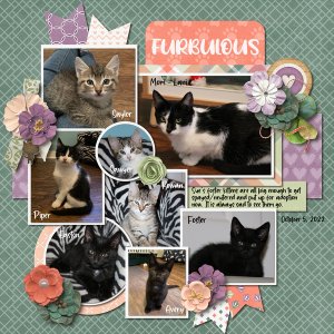 October 2022 Template Bundle - Cattitude