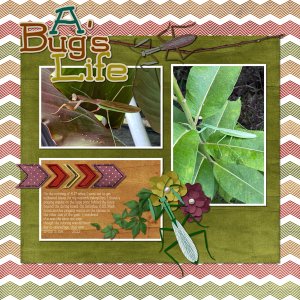 Praying Mantis