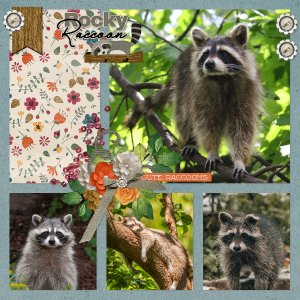 raccoons1