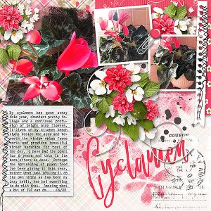 Cyclamen