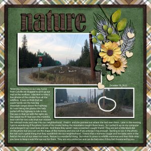 NATURE - THE BEARS