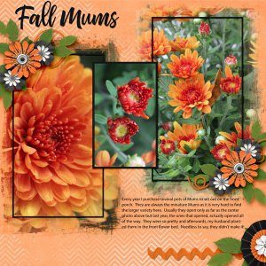 Fall Mums
