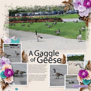 A Gaggle of Geese