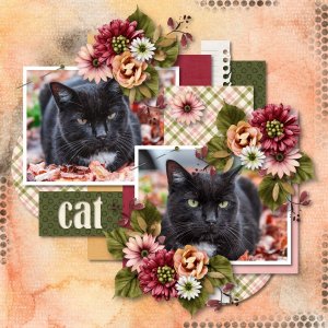 cat