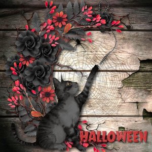 moon cat