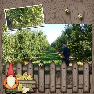 Ed's Pear Orchard
