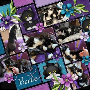Bertie