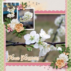 Plum Blossoms